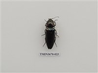 藏品(叩頭蟲(1))的圖片